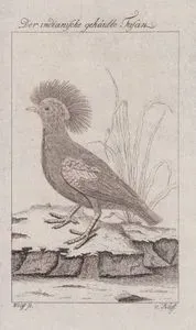 Der Indianische Gehaubte Fasan (Himalayan Monal, La Faisan Couronne des Indes-Lophophorus Impejanus, Phasianus Christatus Indicus)
