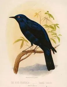 The Blue Grandala-Grandala Coelicolor