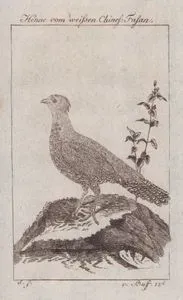 Henne Vom Weissen Chines Fasan (Chinese Pheasant (Female))