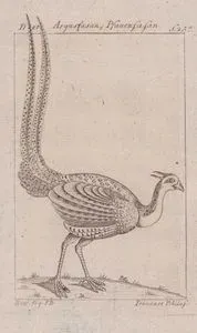 Der Argusfasan Pfauenfasan (Great Argus-Argusianus Argus)