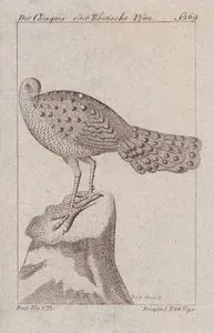 Der Chinquis oder Tibetische Pfau (Gray Peacock-Pheasant-Polyplectron Bicalcaratum)