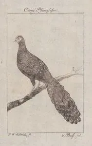 Chinesısche Pfauenfasan (Chinese Cock Pheasant (Male))