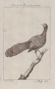 Chinesısche Pfauenfasanhenne (Chinese Cock Pheasant (Female))