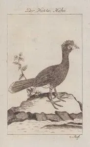 Der Hokko Hahn (Hokko Male)