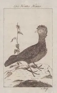 Der Hokko Henne (Hokko Female)