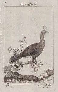 Der Pauxi (Helmeted Curassow-Pauxi Pauxi