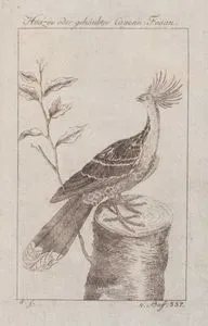 Hoazin Oder Gehaubter Cayenn: Fasan (Hoatzin-Opisthocomus Hoazin)