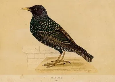 Starling