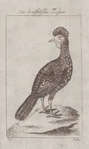 Der Brasilische Fasan (The Brasilian Jacupema of Marggraue (The Guan), Brazilian Pheasant)