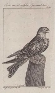 Der Carolinische Geismelcker (Chuck-will’s-widow-Antrostomus Carolinensis, Caprimulgus Carolinensis) (Page 32)