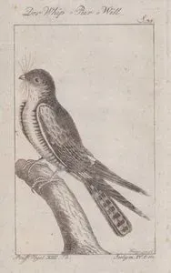 Der Whip=Pur=Will (Common Nighthawk-Chordeiles Minor, Caprimulgus Virginianus) (Page 38)