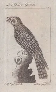 Der Guira Guerea (Northern Potoo-Nyctibius Jamaicensis) (Page 42)