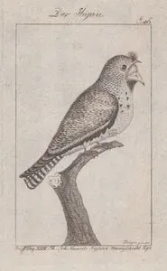 Der Hijau (Scissor-tailed Nightjar-Hydropsalis Torquata, Caprimulgus Brasilianus) (Page 46)