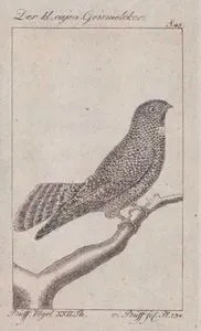 Der Kl. Cajen. Geismelcker (Long-tailed Nightjar-Caprimulgus Climacurus, Caprimulgus Femitorquatus) (Page 48)