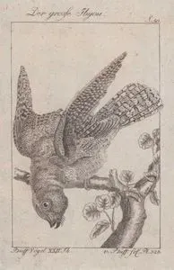 Der Grosse Ibijau (Great Potoo-Nyctibius Grandis) (Page 50)