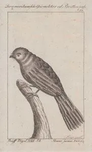 Der Amerikanische Geismelcker od. Brillennase (Jamaican Pauraque-Siphonorhis Americana, Caprimulgus Americanus) (Page 53)