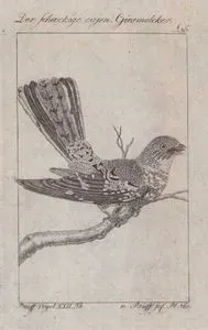 Der Schaeckige Cajen Geismelcker (White-tailed Nightjar-Hydropsalis Cayennensis, Caprimulgus Cayennensis) (Page 56)
