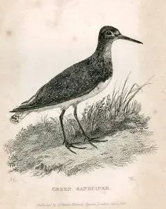 Green Sandpiper