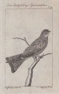 Der Spitzfedrige Geismelcker (Lesser Nighthawk-Chordeiles Acutipennis, Caprimulgus Acutus) (Page 59)