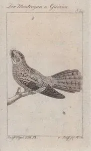 Der Montrogau v. Guiana (Ladder-tailed Nightjar-Hydropsalis Climacocerca, Caprimulgus Gujanensis) (Page 62)