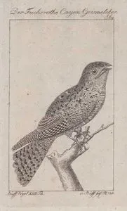 Der Fuchsrothe Cayen Geismelcker (Rufous Nightjar-Antrostomus Rufus, Caprimulgus Rufus) (Page 64)