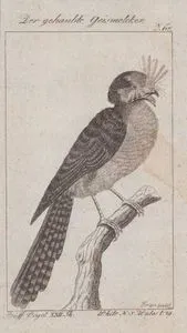 Der Gehaubte Geismelcker (Australian Owlet-nightjar-Aegotheles Cristatus, Caprimulgus Cristatus) (Page 67)