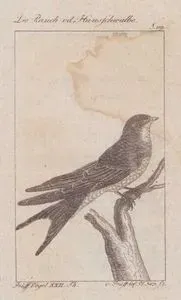 Die Rauch od. Hausschwalbe (Barn Swallow-Hirundo Rustica) (Page 119)