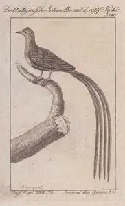 Die Antiguasche Schwalbe Mit d. Rostf Kehke (Black-and-rufous Swallow-Hirundo Nigrorufa, Hirundo Panayana) (Page 140)