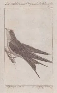 Die Rothbraune Cayennische Schwalbe (Rufous-bellied Swallow-Cecropis Badia, Hirundo Rufa) (Page 142)