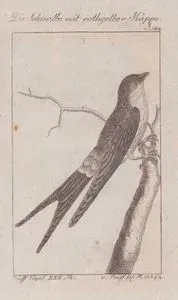 Die Schwalbe Mit Rothgelber Kappe (Greater Striped Swallow, Cape Swallow-Cecropis Cucullata, Hirundo Capensis) (Page 144)