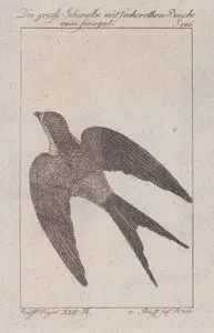 Die Grosse Schwalbe Mit Fuchsrothen Bauche Vom Senegal (Mosque Swallow-Cecropis Senegalensis) (Page 146)