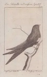 Die Schwalbe Mit Weissen Gürtel (White-banded Swallow-Atticora Fasciata, Hirundo Fasciata) (Page 148)