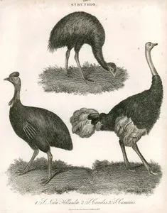 Struthio, 1. S.Novce Hollandia 2. S.Camelus 3.S.Casiarus