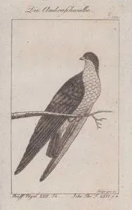 Die Ambraschwalbe (White-tailed Swallow-Hirundo Megaensis, Hirundo Ambrasiaca) (Page 150)