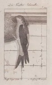 Die Fenster Schwalbe (Common House-Martin-Delichon Urbicum) (Page 152)