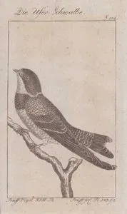 Die Ufer Schwalbe (Bank Swallow, Sand Martin-Riparia Riparia, Hirundo Riparia) (Page 176)