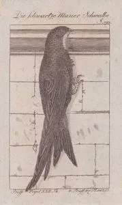 Die Schwartze Mauer Schwalbe (Common Swift-Apus Apus, Hirundo Apus) (Page 193)