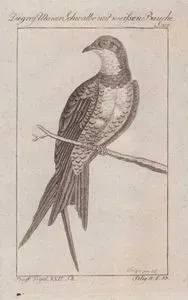 Die Gros. Mauer Schwalbe Mit Weissen Bauche (Alpine Swift-Apus Melba, Hirundo Melba) (Page 218)