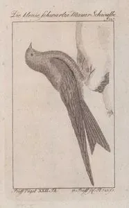 Die Klenie Schwartze Mauer Schwalbe (Black Swift-Cypseloides Niger, Hirundo Nigra) (Page 227)