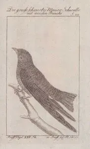Die Grosse Schwartze Mauer Schwalbe Mit Weissen Bauche (Caribbean Martin-Progne Dominicensis, Hirundo Dominicensis) (Page 229)
