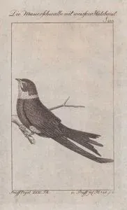 Die Mauer Schwalbe Mit Weissen Halsband (White-collared Swift-Streptoprocne Zonaris, Hirundo Cayanensis) (Page 233)