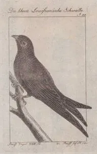Die Blaue Louisianische Schwalbe (Blue Louisiana Swallow-Hirundo Violacea) (Page 238)