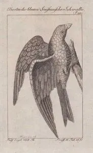 Abarten Der Blauen Louisianischer Schwalbe (Blue Louisiana Swallow) (Page 240)