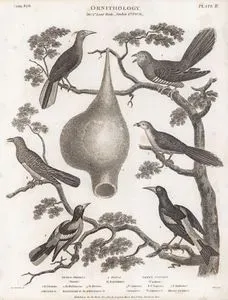 Ornithology-Land Birds- Crested Oriole,Baltimore Oriole, Black&Yellow Oriole, Nest Of Oriole, Common Cuculus,
 Cupreous Cuculus, Honey Guide Cuculus