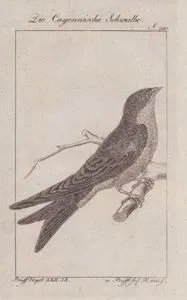 Die Cayennische Schwalbe (Gray-breasted Martin-Progne Chalybea) (Page 240)
