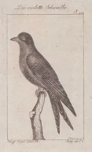 Die Violette Schwalbe (Purple Martin-Progne Subis, Hirundo Purpures) (Page 243)