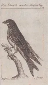 Die Schwalbe Von Den Hudsonbay (Great American Martin, Cuban Martin ? Or Caribbean Martin ?) (Page 247)