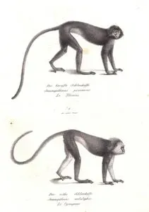 Der Bereifte Schlankaffe, Semnopithecus Pruinosus, Le Tchincou (Silvery Lutung-Trachypithecus Cristatus)- Der Rothe Schlankaffe, Semnopithecus Melalophos, Le Cymepage 
(Sumatran Surili or Black-crested Sumatran Langur-Presbytis Melalophos)