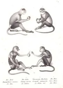1.Der Duk., Semnopithecus Nemceus, Le Duc 2.Der Kaho., Semnop. Nasica, Le Kahau 3.Weissnasige Meerkatze, Cercopith. Petaurista, Le Blanc Nez. 4.Die Mone, Cerc. Mona, La Mone (1.Douc langur, Pygathrix nemaeus Linnaeus 2. Proboscis Monkey or Kahau or Nose Monkey, Semnopithecus Nasica 3.Lesser Spot-nosed Monkey, Cercopithecus Petaurista 4.Mona Monkey, Cercopithecus Mona)