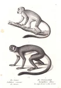 1.Der Saimiri, Callithrix Sciureus, Le Saimiri 2.Der Katzennachtaffe, Nyctipithecus Felinus, Le Singe de Nuit a Face de Chat (1.Common Squirrel Monkey ( Callithrix Sciureus) 
2.Night Monkey)